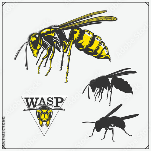 Set of Wasp labels, badges, icons and design elements. Dangerous stinging insects collection. Sport club emblems. Print design for t-shirt.