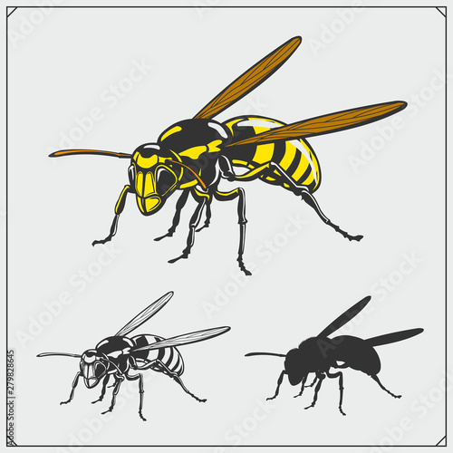 Set of Wasp illustration and silhouette. Dangerous stinging insects collection. Print design for t-shirt.