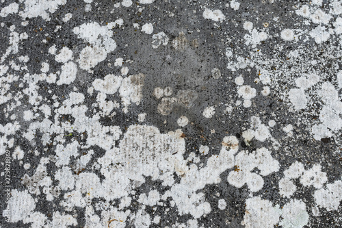 Concrete floor full of white molds