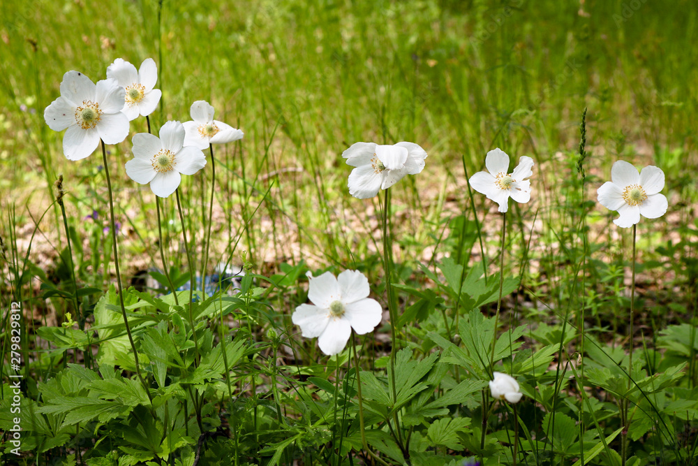 Forest white flowers a rare plant wood anemone. Medicinal, poisonous