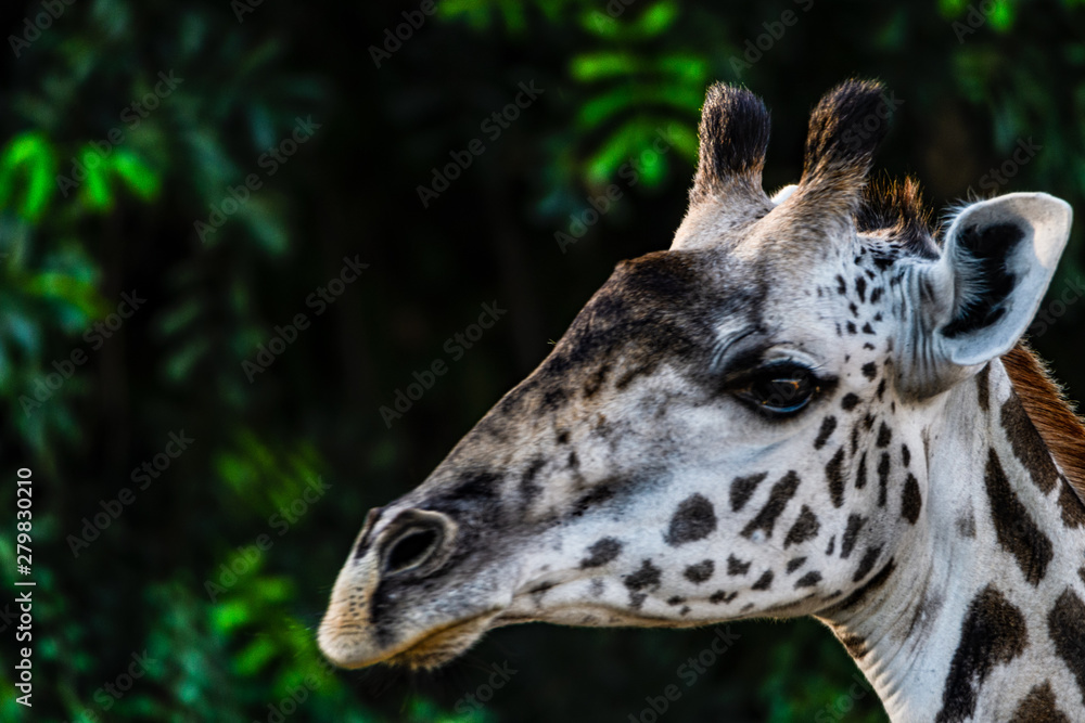 Obraz premium Ansichten einer Giraffe