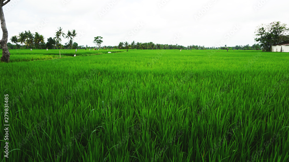 Beautiful Green Rice Field In Bali Island