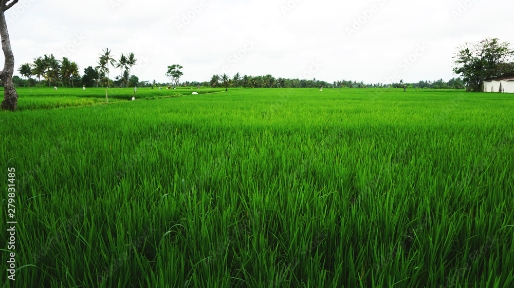 Beautiful Green Rice Field In Bali Island Beautiful Green Rice Field In Bali Island