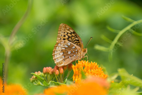 Butterfly 2019-63 / Aphrodite fritillary (Speyeria aphrodite)