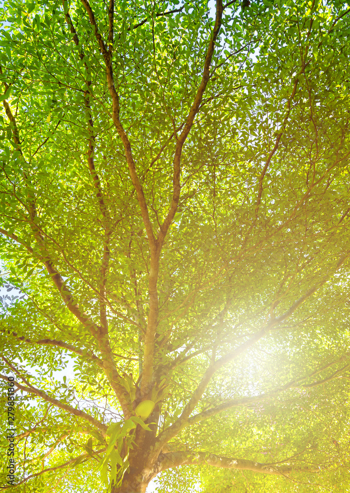 Obraz premium Green leaves of Terminalia ivorensis tree shot form under to top with sky