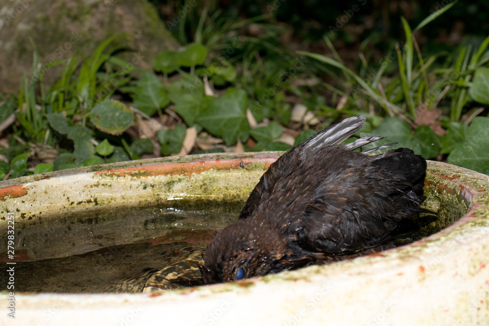 Young wet thrush plunged its head into the water during bathing Young wet thrush plunged its head into the water during bathing