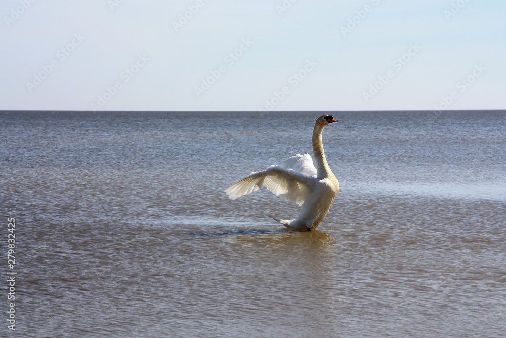 swans on the lake swans on the lake