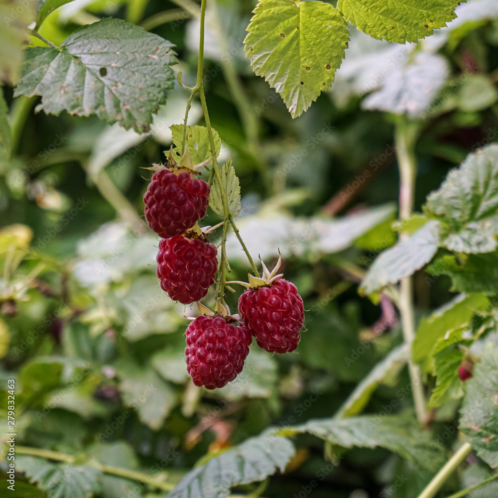 Raspberry has ripened in dense forest Raspberry has ripened in dense forest
