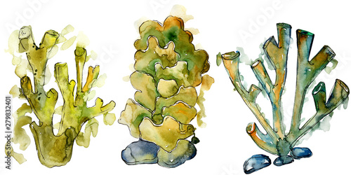 Photography Colorful aquatic underwater nature coral reef