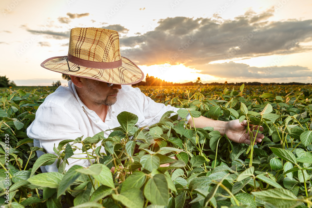 Farmer inspecting soybean field before sunset