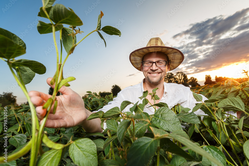 Fototapeta premium Agronomist inspecting soya bean crops