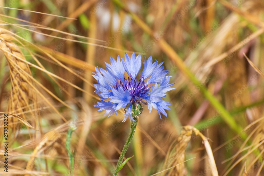 Cornflower in a field of wheat in summer sunshine