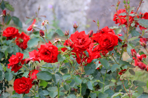 Red rose flowers on a big green bush