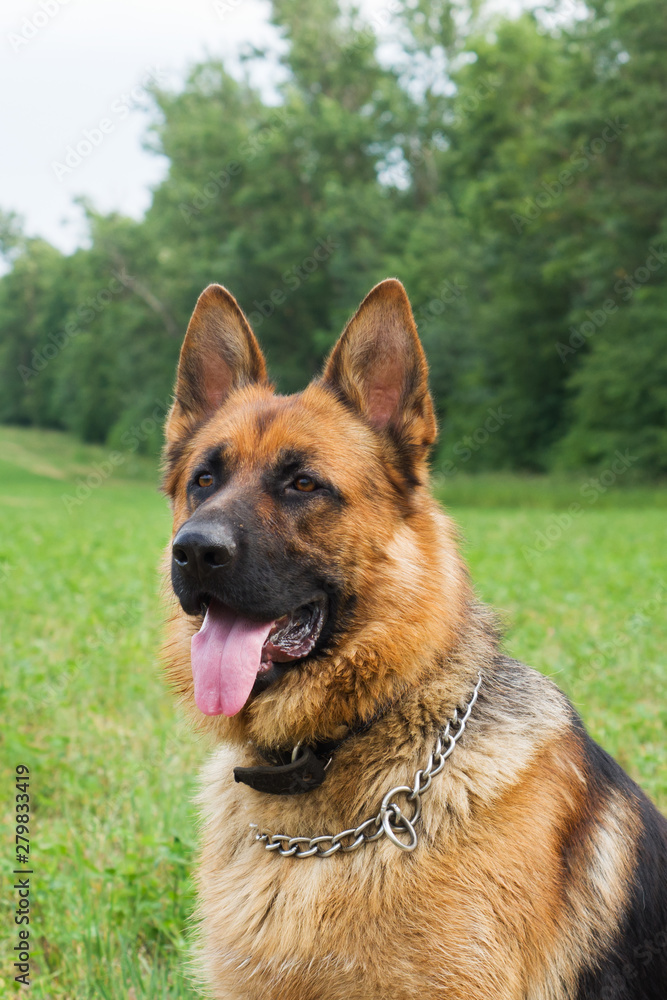 German shepherd walking resting in the Park on the grass on a summer day.