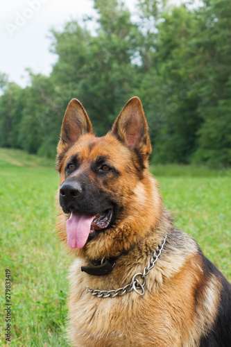 German shepherd walking resting in the Park on the grass on a summer day.