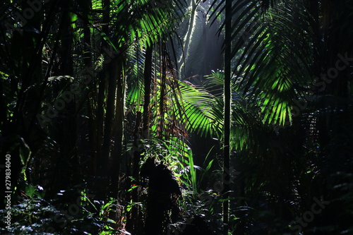 A wallpaper of Tropical rainforest with sun rays coming in from above
