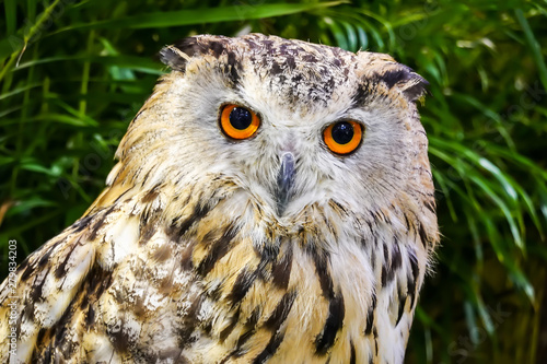 Beautiful eurasian eagle owl portrait © TeTe Song