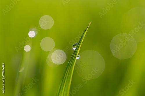 Green rice stem background with water drops, grass stalks with water drops, herbal background in Bali, Indonesia. Close up, macro