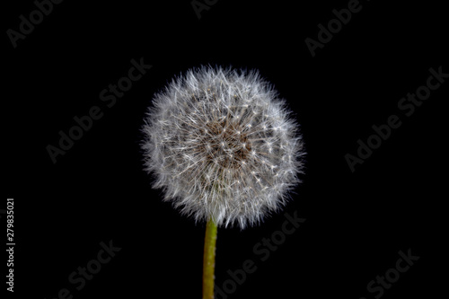 One dandelion. Dandelion fluff. Dandelion tranquil abstract in black background  macro