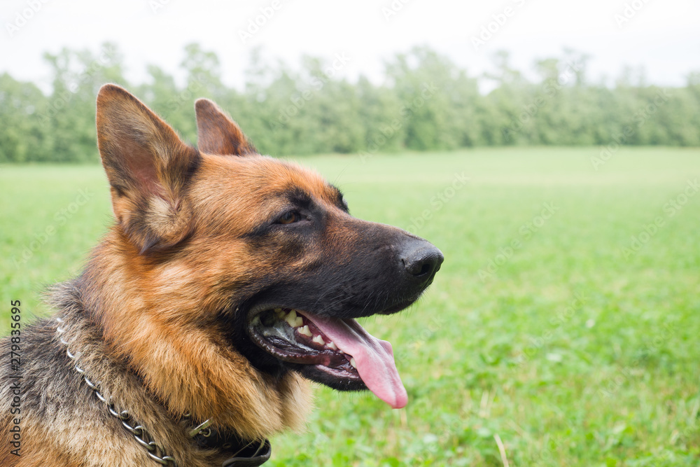 German shepherd walking resting in the Park on the grass on a summer day. German shepherd walking resting in the Park on the grass on a summer day.