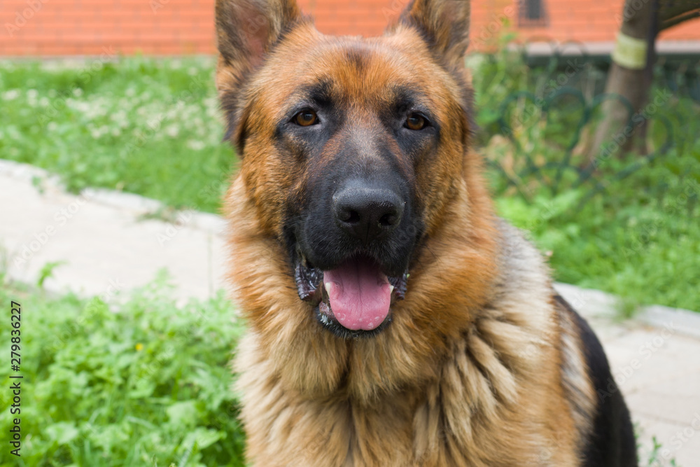 German shepherd walking resting in the Park on the grass on a summer day. German shepherd walking resting in the Park on the grass on a summer day.