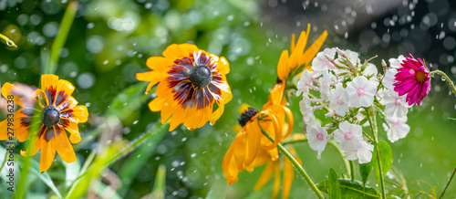 watering flower in the garden - flower in water drops