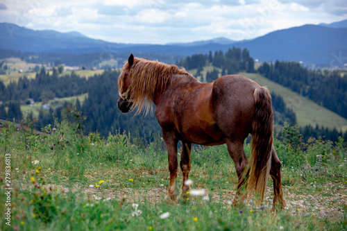 Fototapeta Naklejka Na Ścianę i Meble -  beautiful brown horse in filed mountains on background