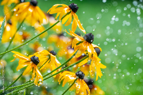 watering flower in the gard...