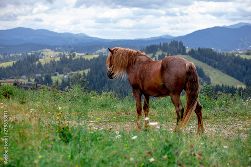 beautiful brown horse in filed mountains on background © phpetrunina14