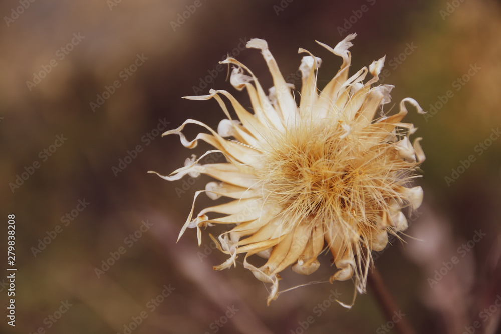 Selective focus, blurred background. Yellow dry flower. Autumn mood Selective focus, blurred background. Yellow dry flower. Autumn mood