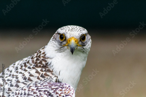 a peregrine falcon perched is its host, surrounded by grass