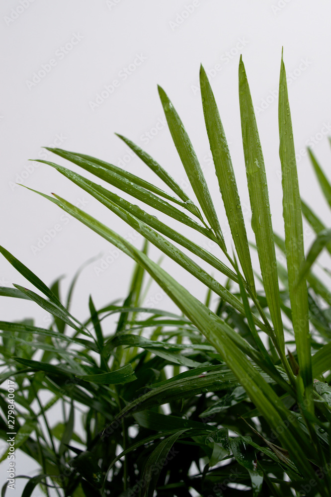 Obraz premium Neanthe bella palm (Chamaedorea elegans) leaves with water drops on white background