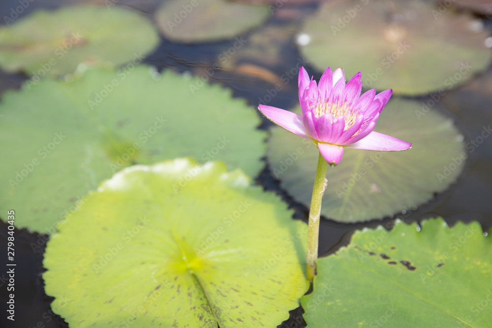 closeup of young single pink water lily in pond. closeup of young single pink water lily in pond.