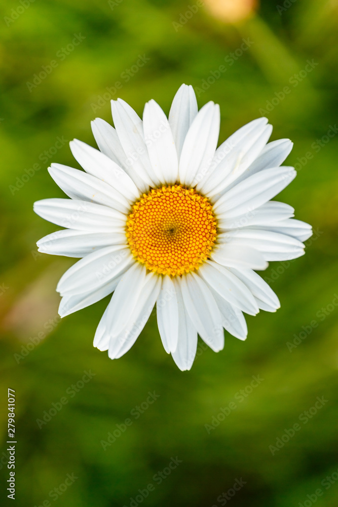 Closeup Margaritten vor grüner Blumenwiese Closeup Margaritten vor grüner Blumenwiese