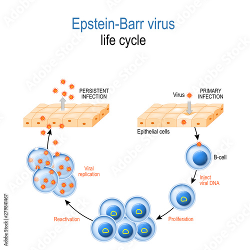 Epstein-Barr virus. life cycle photo