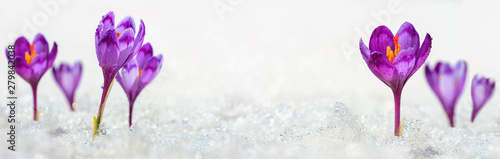 Crocuses - blooming purple flowers making their way from under the snow in early spring, closeup with space for text, banner