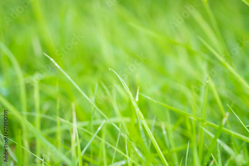 Abstract green grass close up blur background