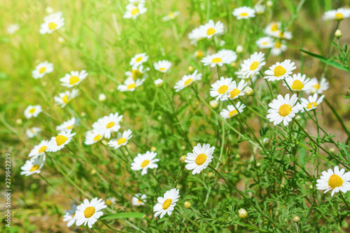 Сhamomile (Matricaria recutita), blooming plants in the spring meadow on a sunny day, closeup