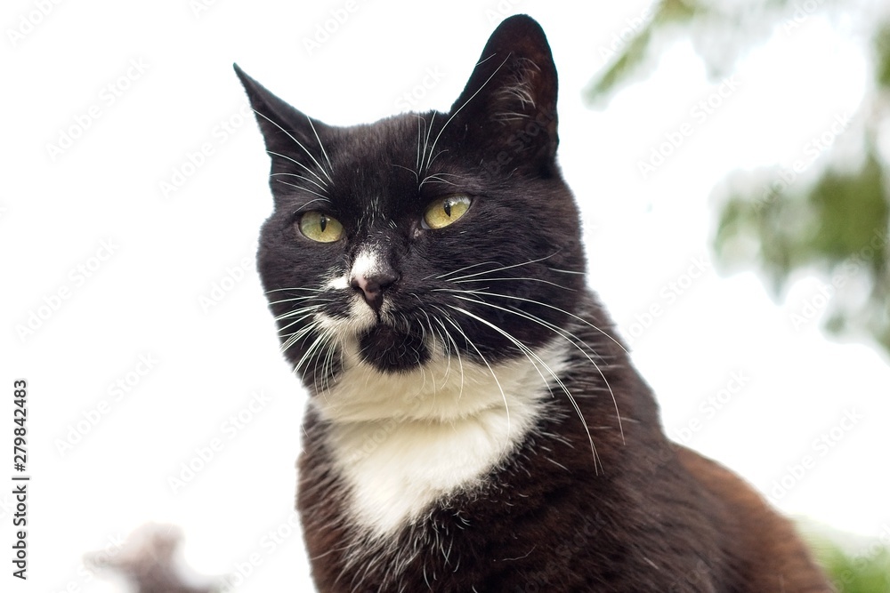 portrait shot of a tuxedo cat