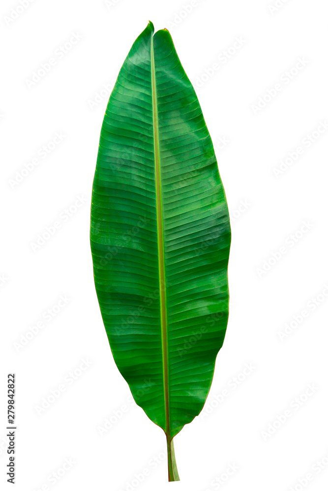 Isolated banana leaf on white background Isolated banana leaf on white background