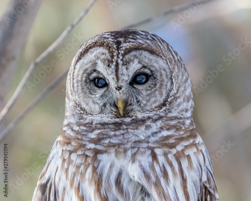 Barred Owl photo