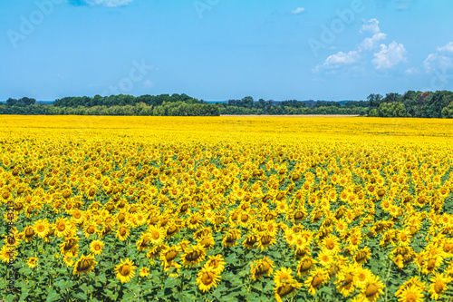 Sunflower field with cloudy blue sky © ArtSvitlyna