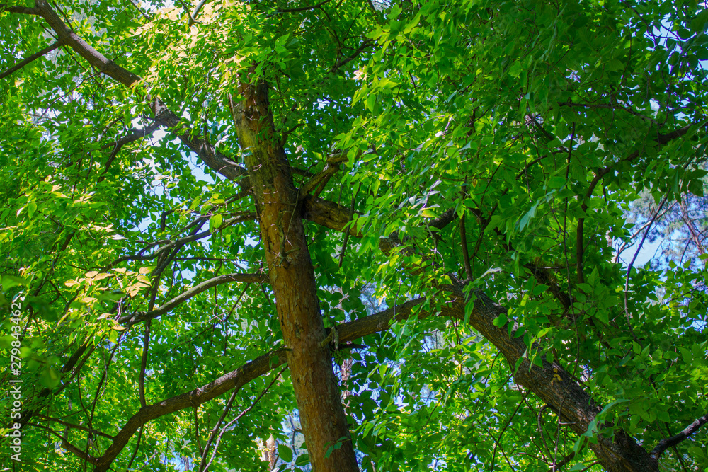 Fototapeta premium tree in forest