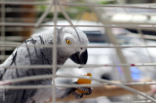 Gray parrot in a cage. photo