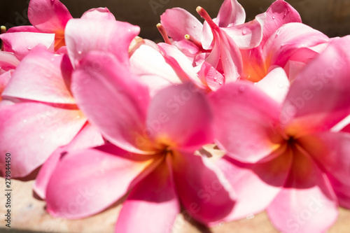 frangipani flower, spa concept , with copy space.