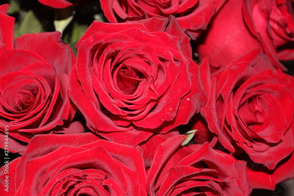 Big red roses Big red roses