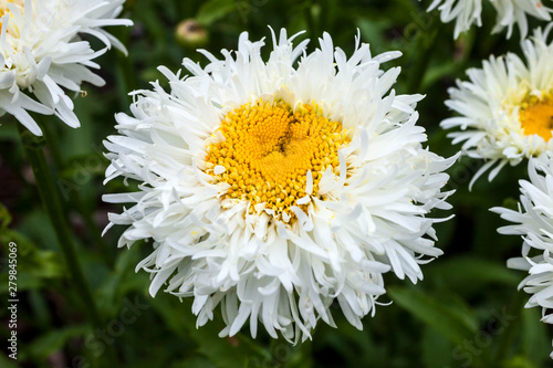 Leucanthemum x superbum  Engelina  a spring summer flowering plant commonly known as Shasta daisy