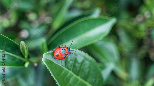 Ladybug On Green Tree Leaf