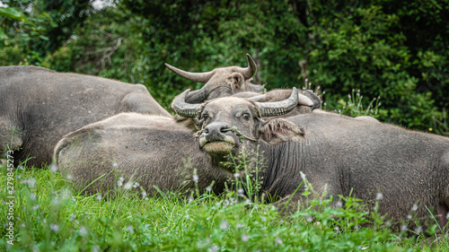 Flock Of Buffalo In Green Field