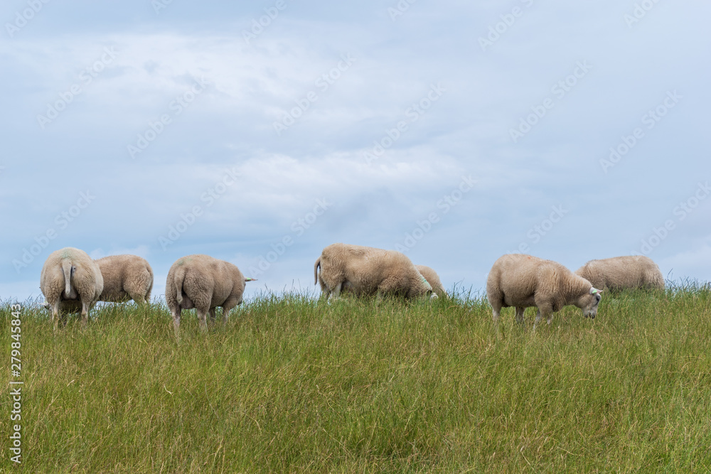 Herd of sheep on a grassy dyke. Terschelling, the Netherlands, Europe. Herd of sheep on a grassy dyke. Terschelling, the Netherlands, Europe.
